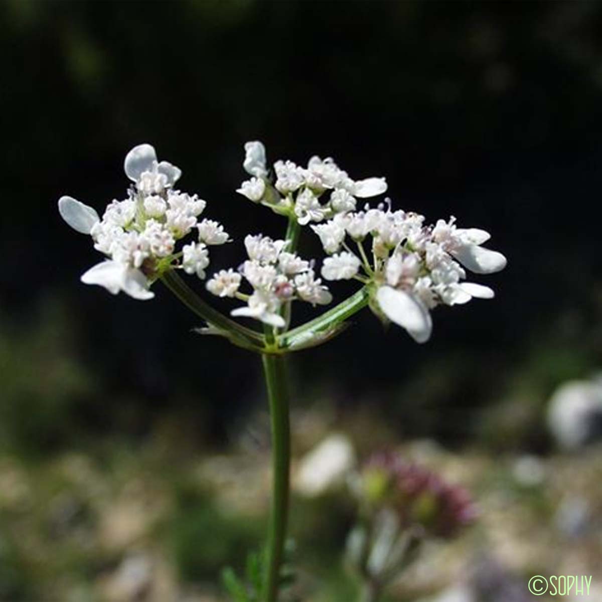 Orlaya de Koch - Orlaya platycarpos