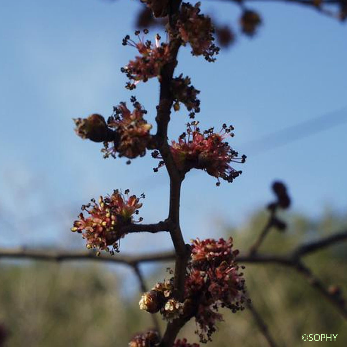 Orme glabre - Ulmus glabra