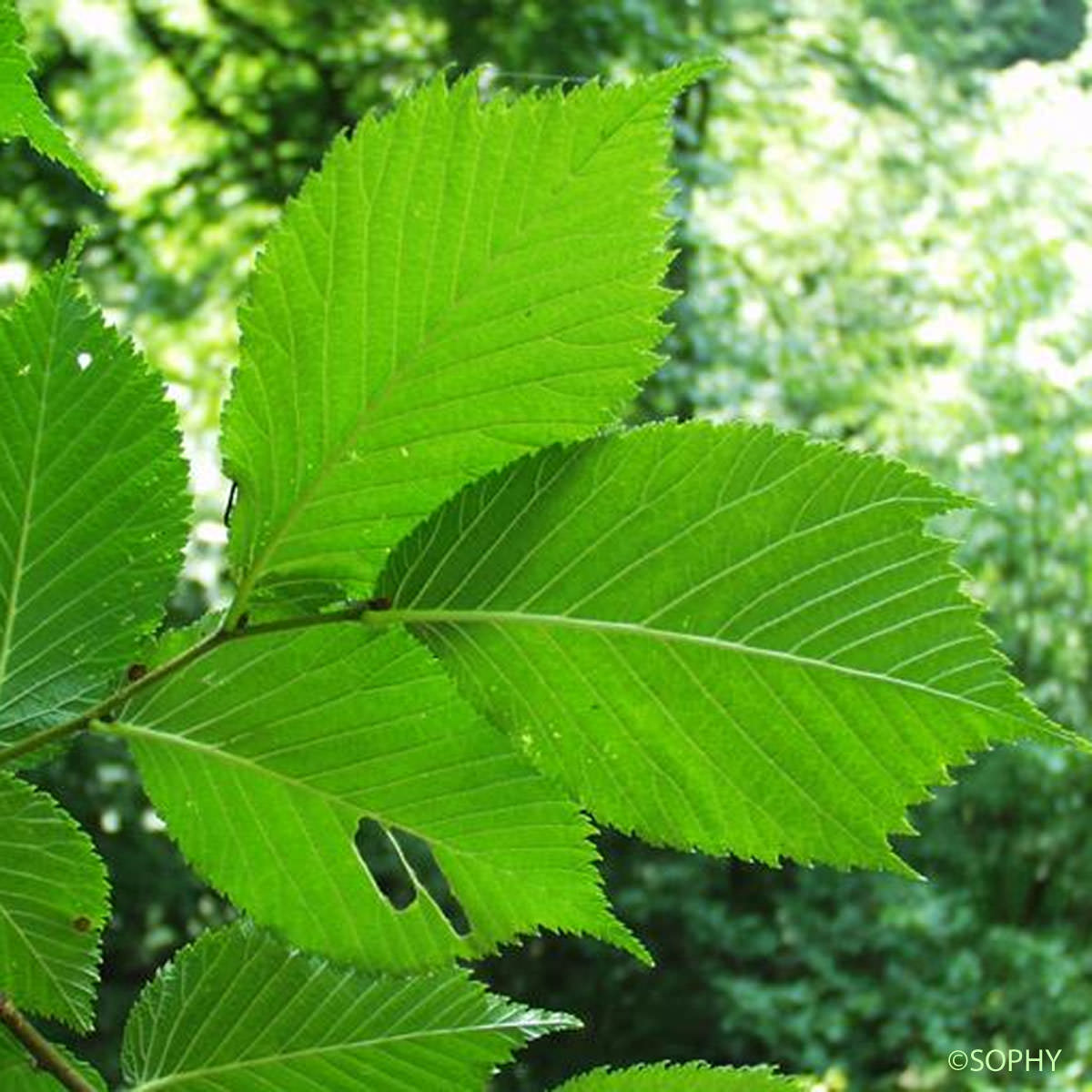 Orme glabre - Ulmus glabra