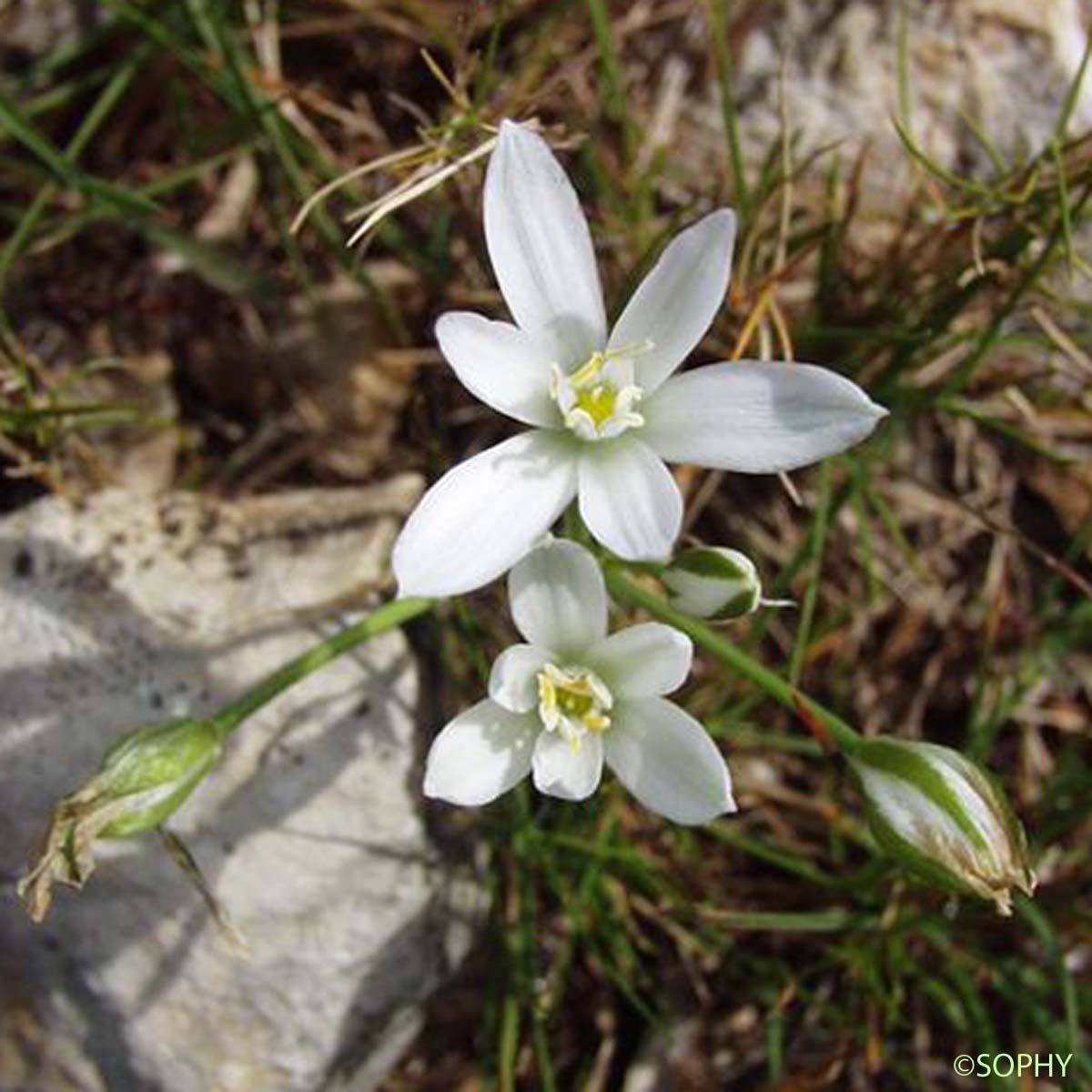 Ornithogale à feuilles droites - Ornithogalum kochii