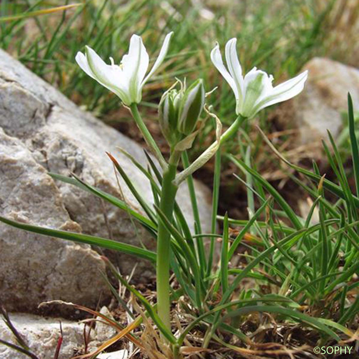 Ornithogale à feuilles droites - Ornithogalum kochii