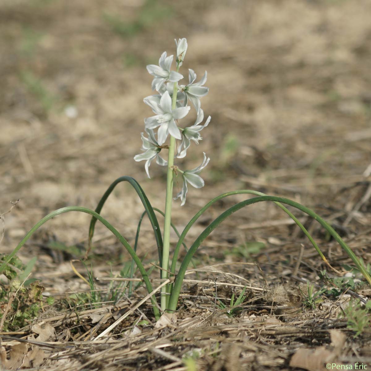 Ornithogale à fleurs penchées - Honorius nutans