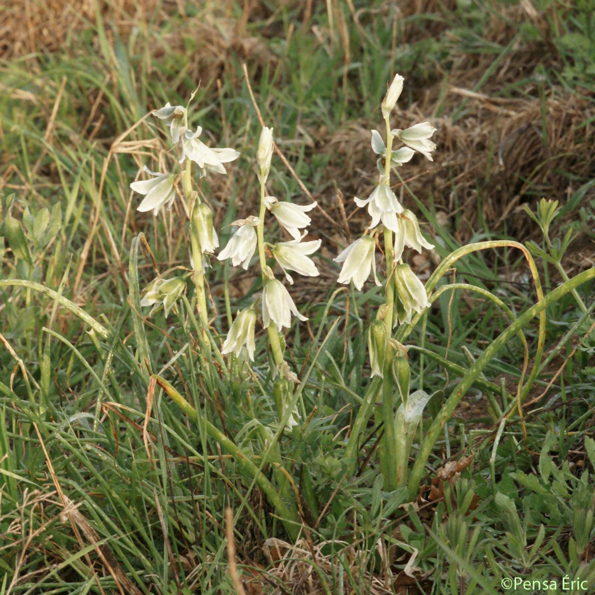 Ornithogale à fleurs penchées - Honorius nutans