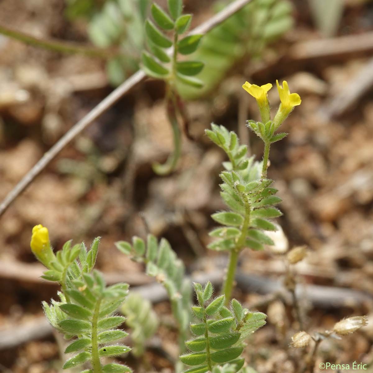 Ornithope comprimé - Ornithopus compressus