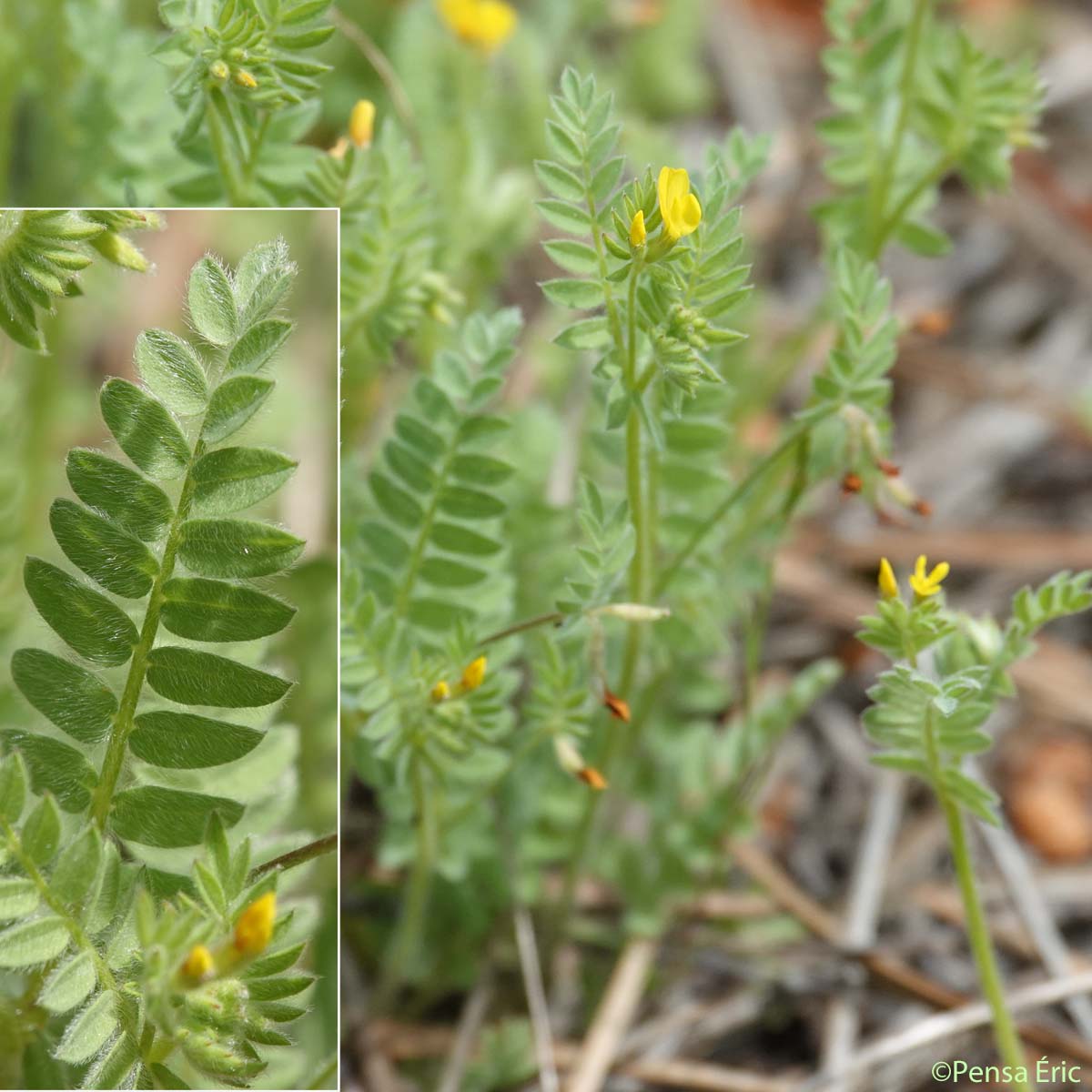 Ornithope comprimé - Ornithopus compressus