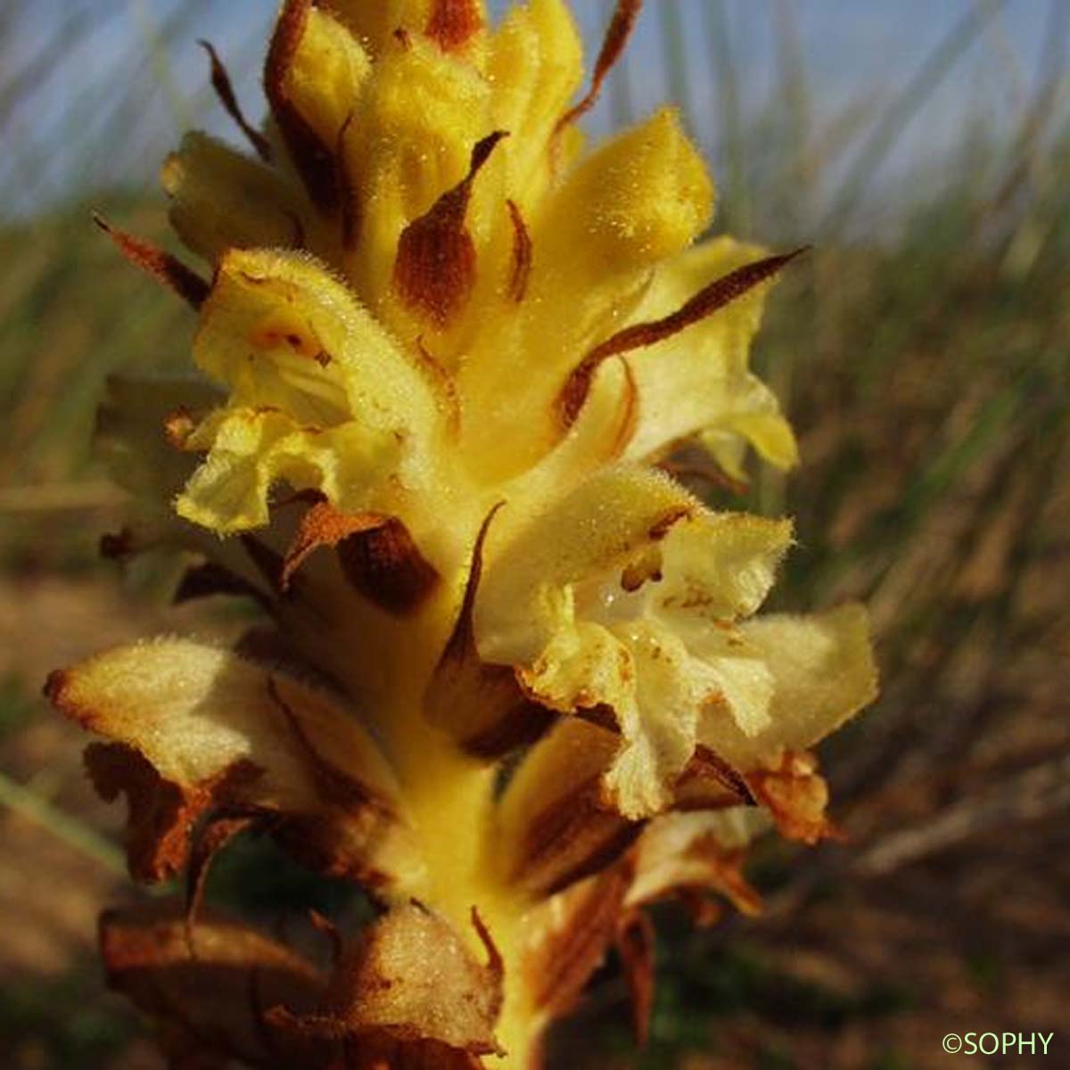 Orobanche commune - Orobanche caryophyllacea