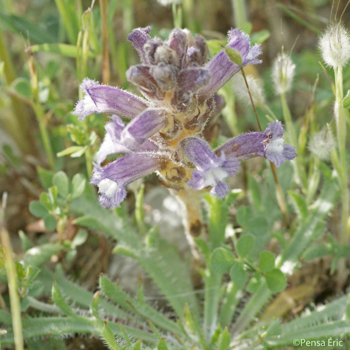 Orobanche couleur de lavande - Phelipanche lavandulacea