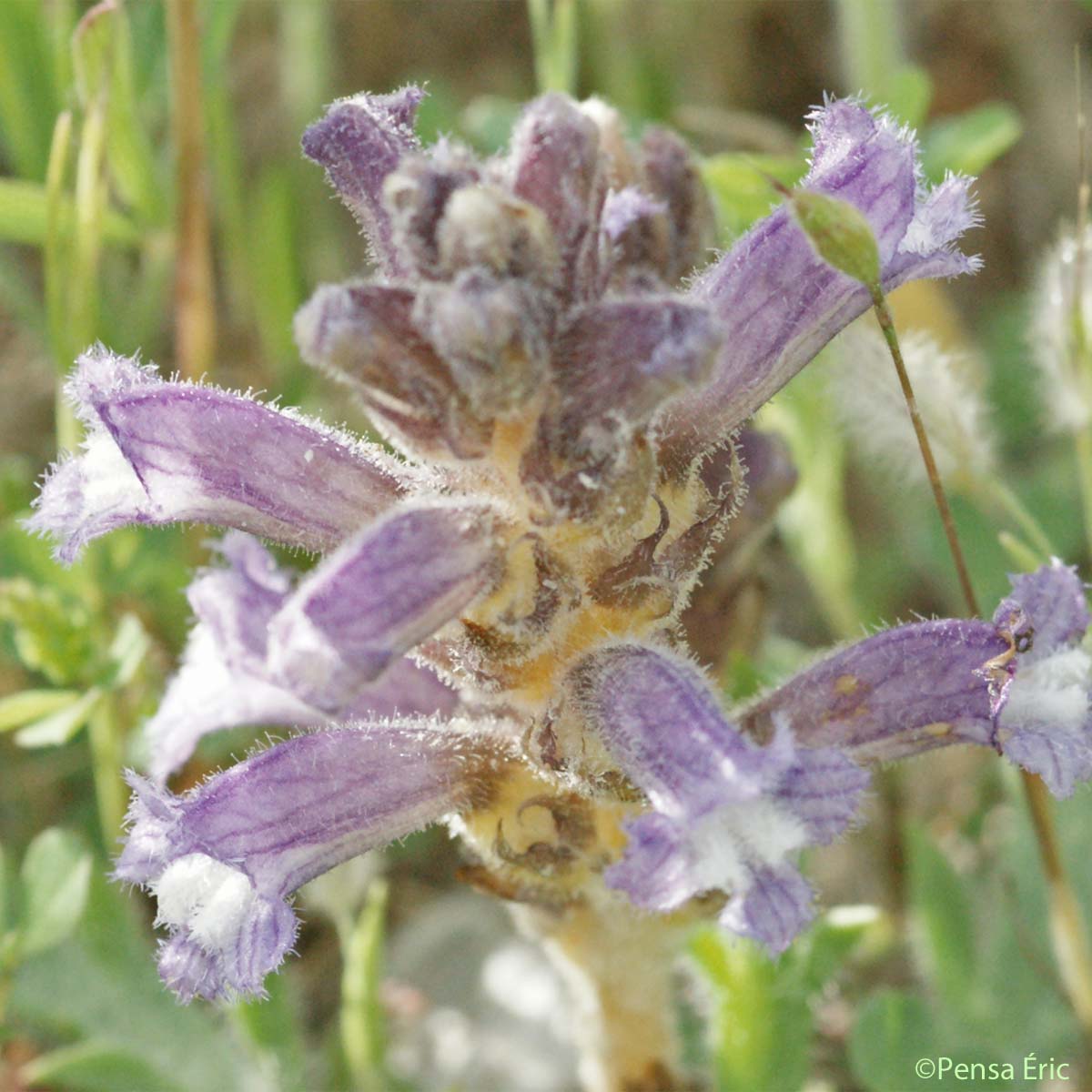 Orobanche couleur de lavande - Phelipanche lavandulacea