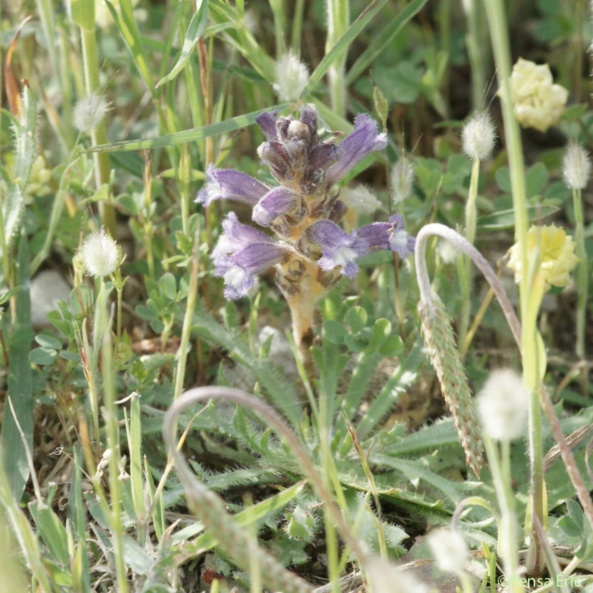 Orobanche couleur de lavande - Phelipanche lavandulacea