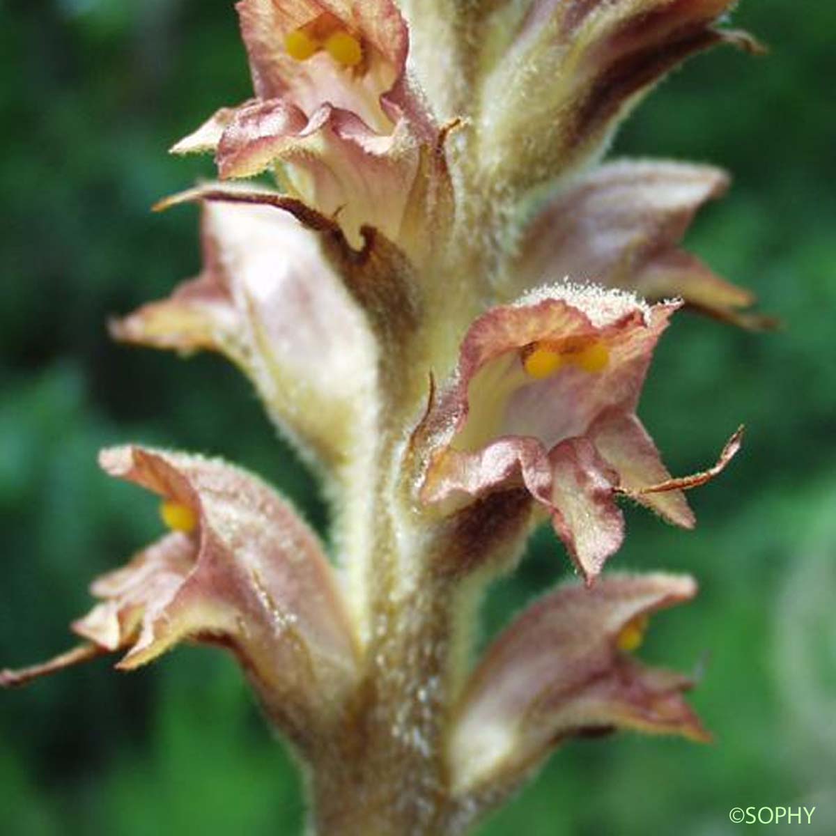 Orobanche du Genêt - Orobanche rapum-genistae