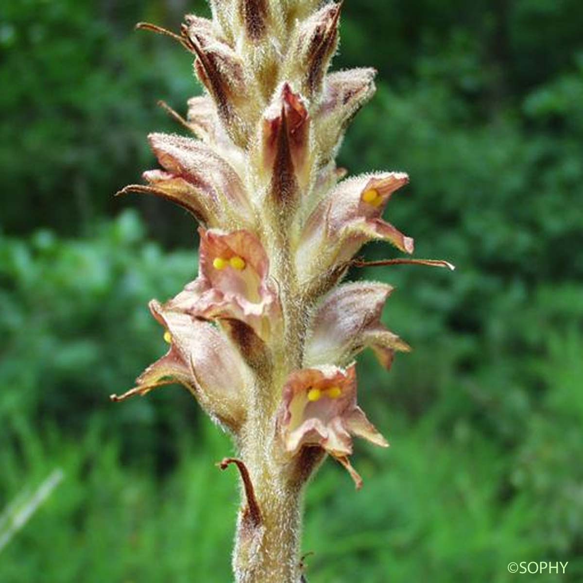 Orobanche du Genêt - Orobanche rapum-genistae