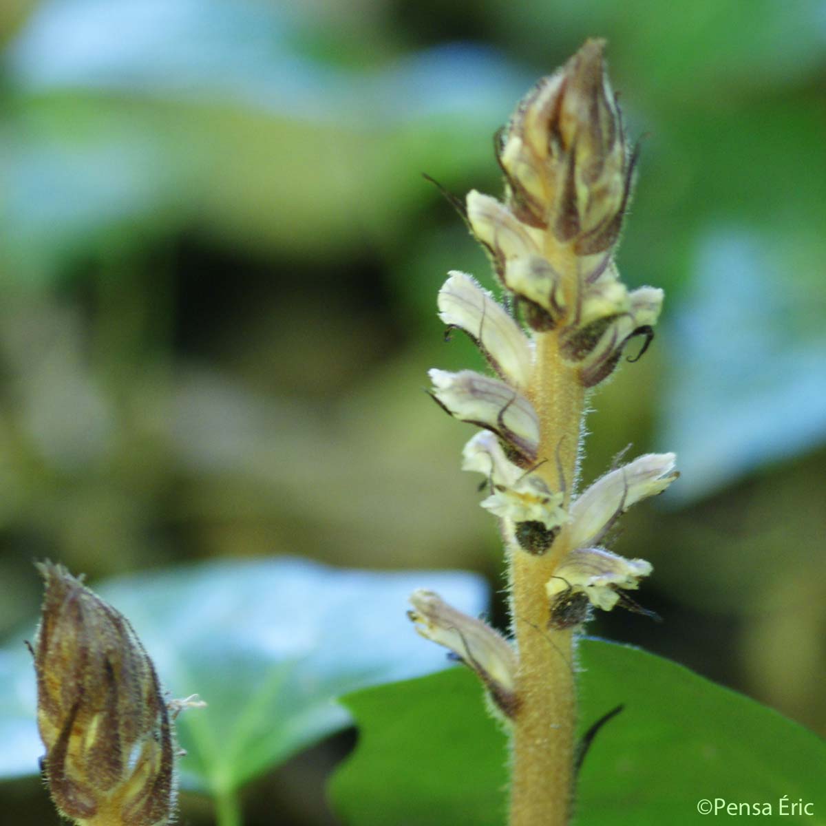 Orobanche du lierre - Orobanche hederae