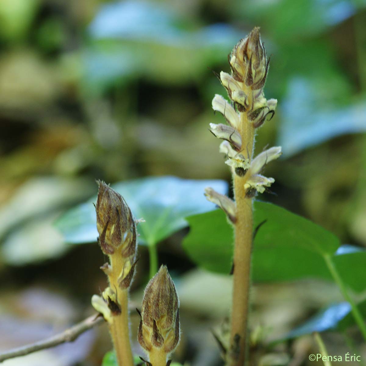 Orobanche du lierre - Orobanche hederae