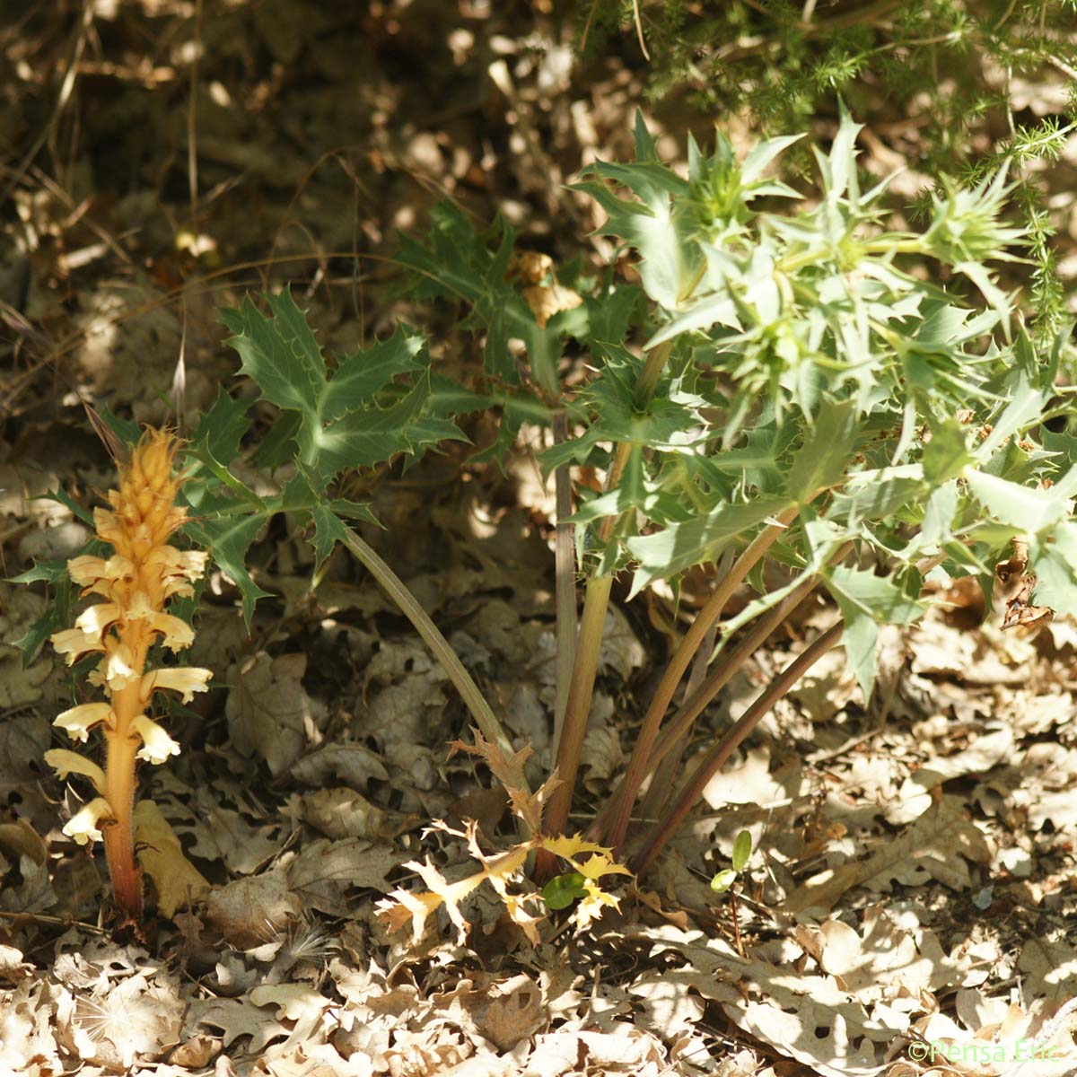 Orobanche du Panicaut - Orobanche amethystea