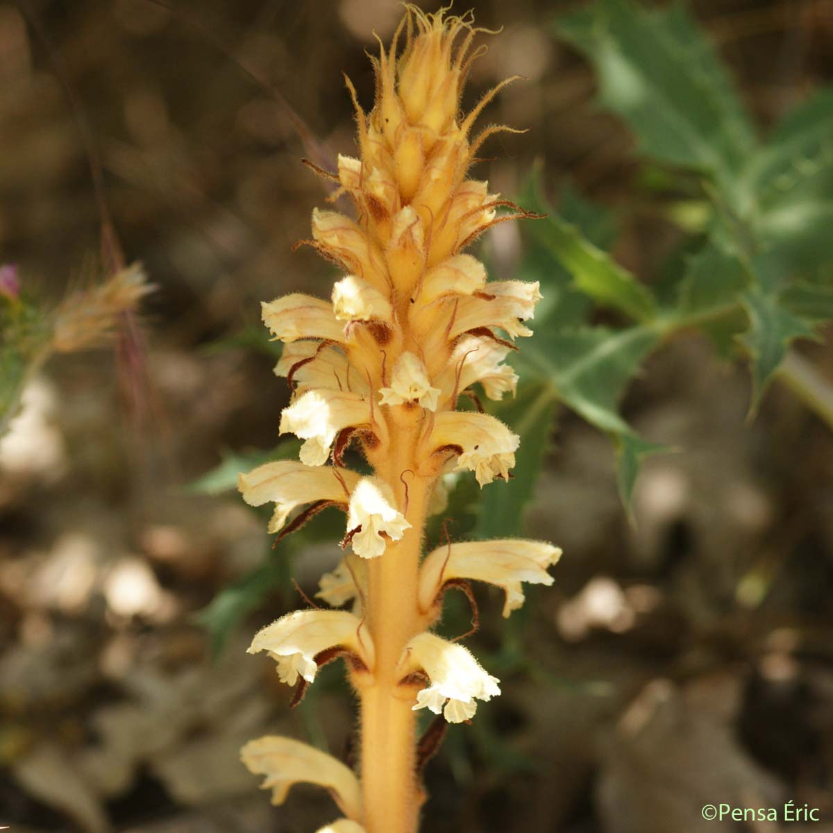 Orobanche du Panicaut - Orobanche amethystea