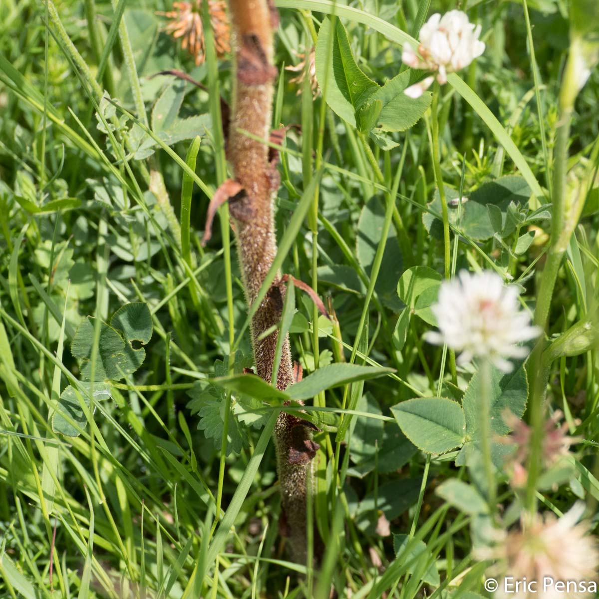 Orobanche grêle - Orobanche gracilis