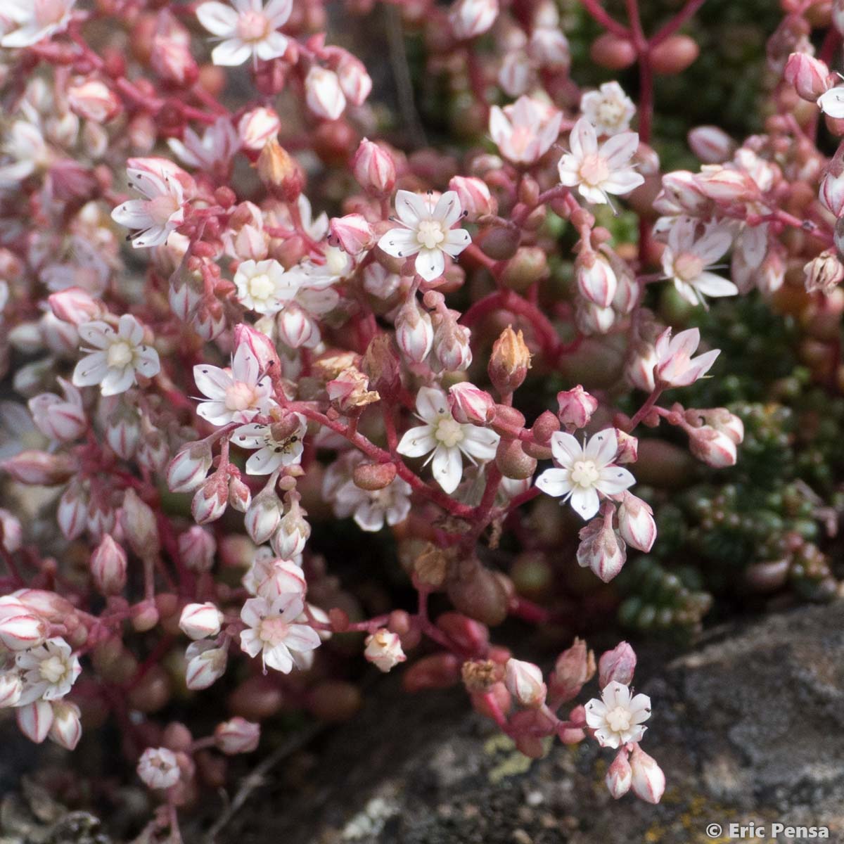 Orpin à feuilles courtes - Sedum brevifolium