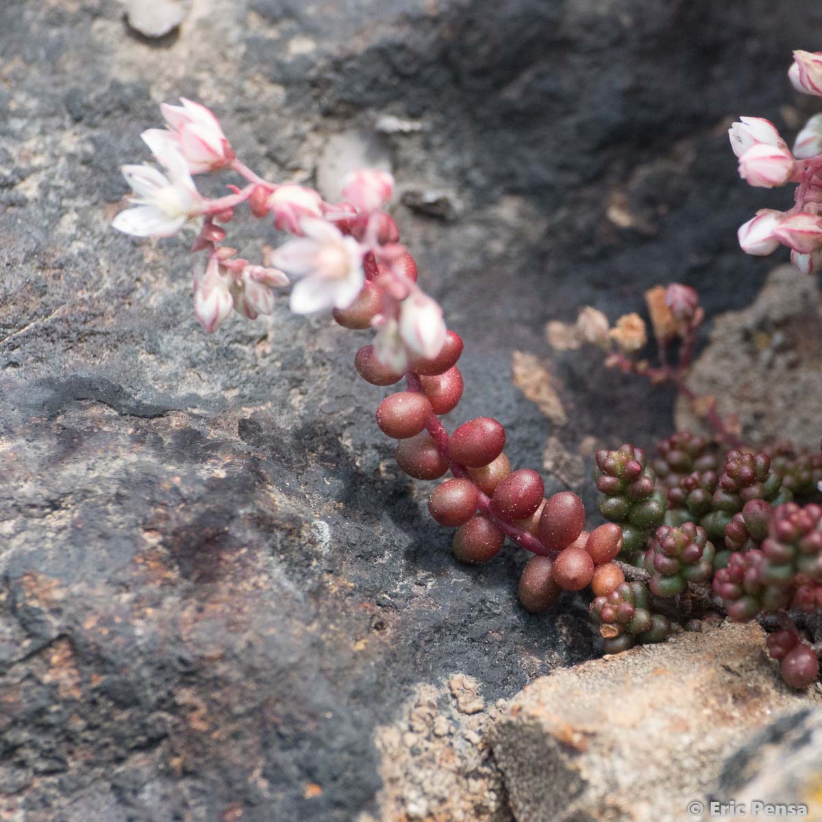 Orpin à feuilles courtes - Sedum brevifolium