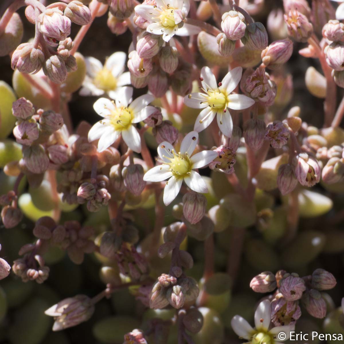 Orpin à feuilles épaisses - Sedum dasyphyllum