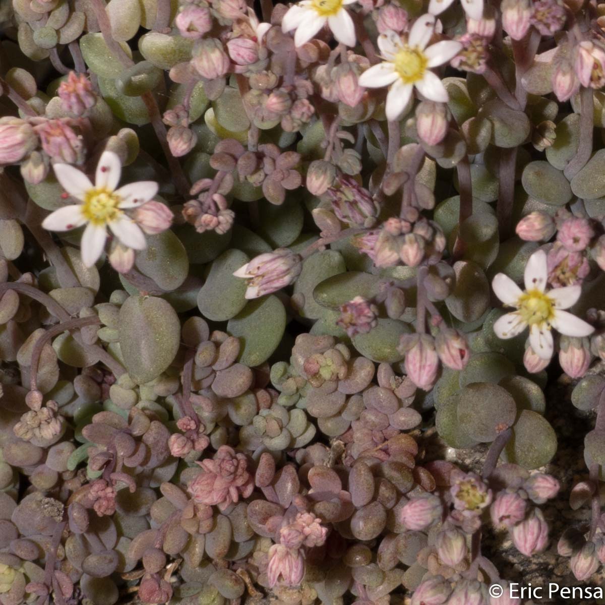 Orpin à feuilles épaisses - Sedum dasyphyllum