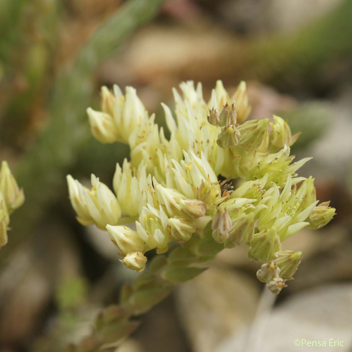 Orpin à pétales dressés - Petrosedum ochroleucum