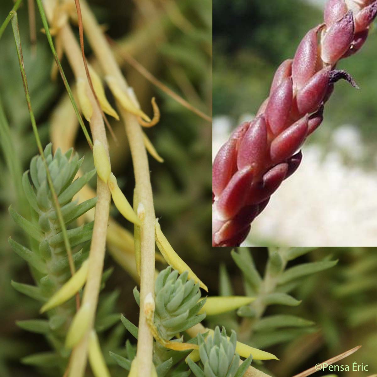 Orpin à pétales dressés - Sedum ochroleucum