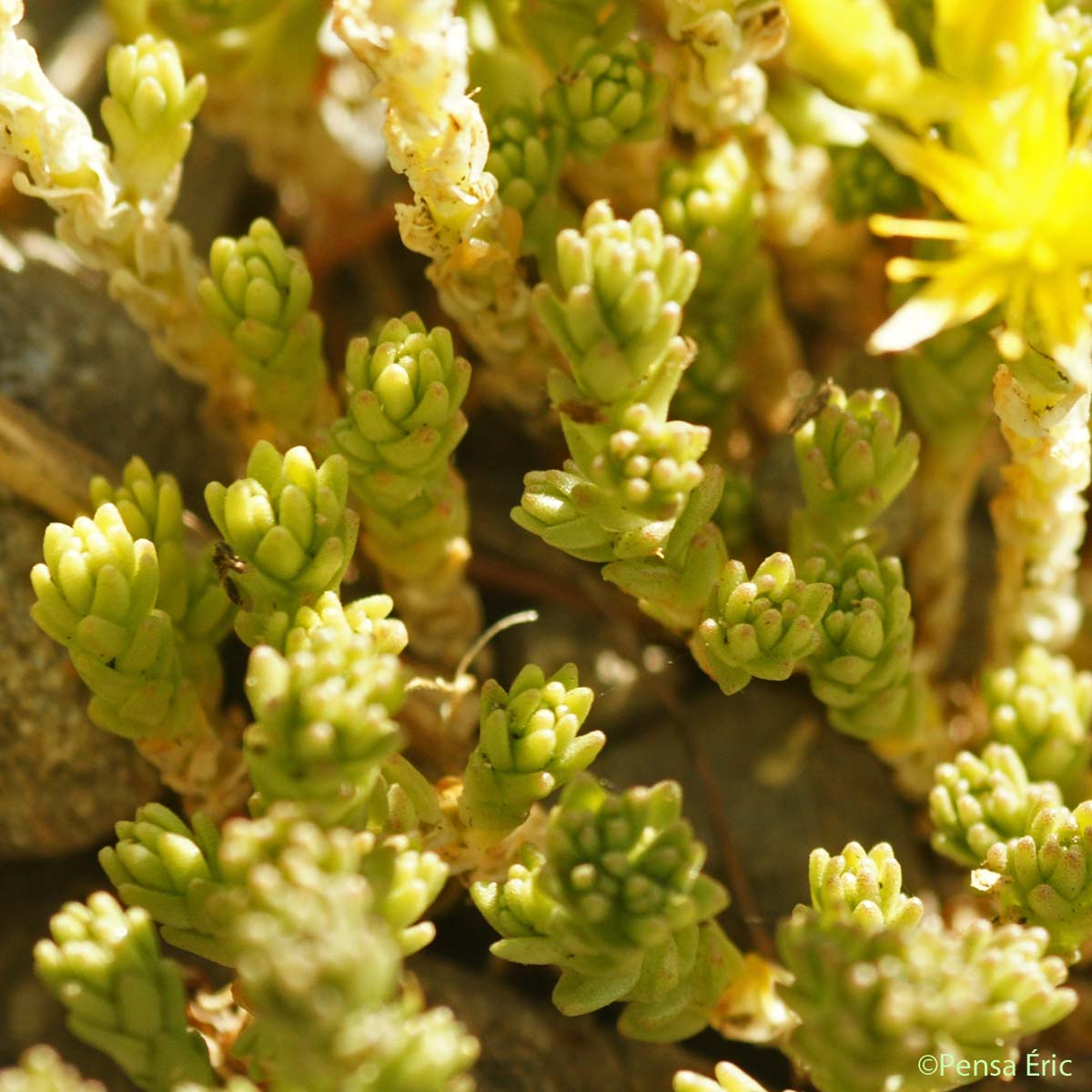 Orpin à six angles - Sedum sexangulare