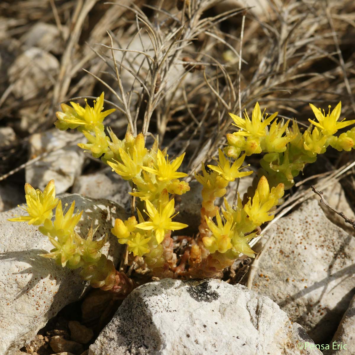 Orpin âcre - Sedum acre