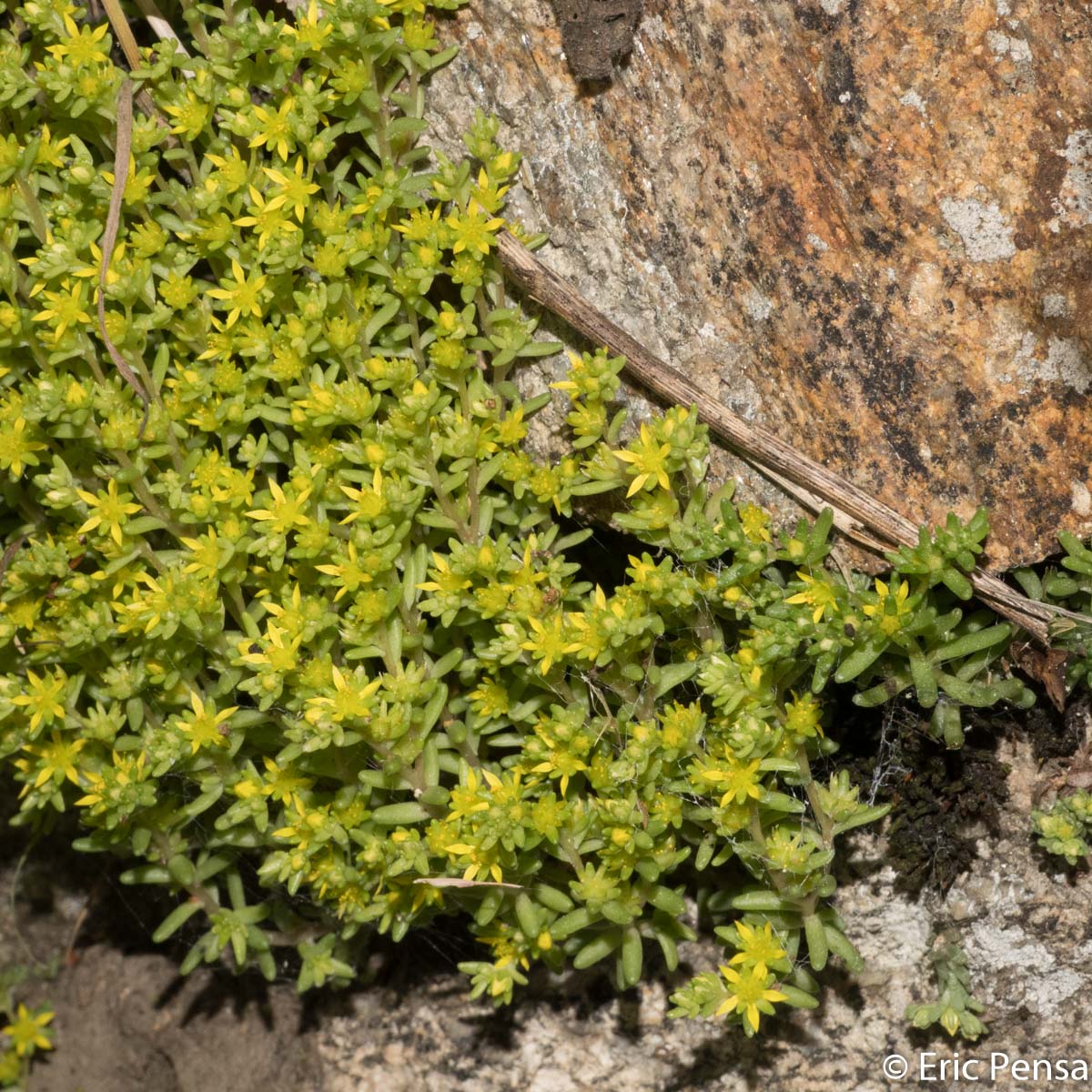 Orpin annuel - Sedum annuum