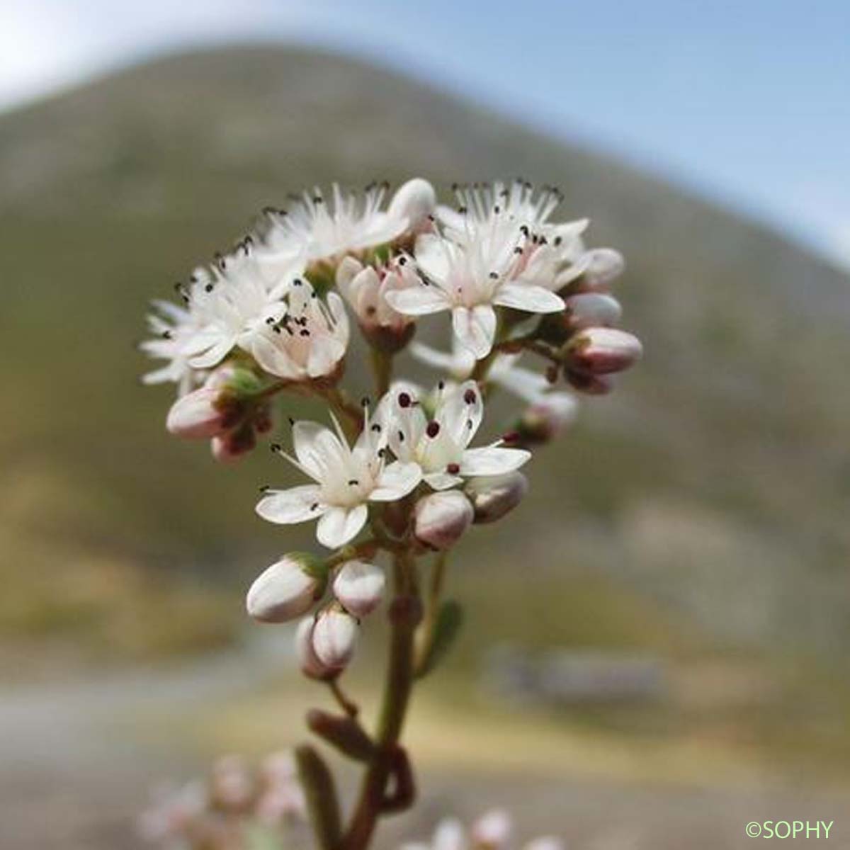 Orpin blanc - Sedum album