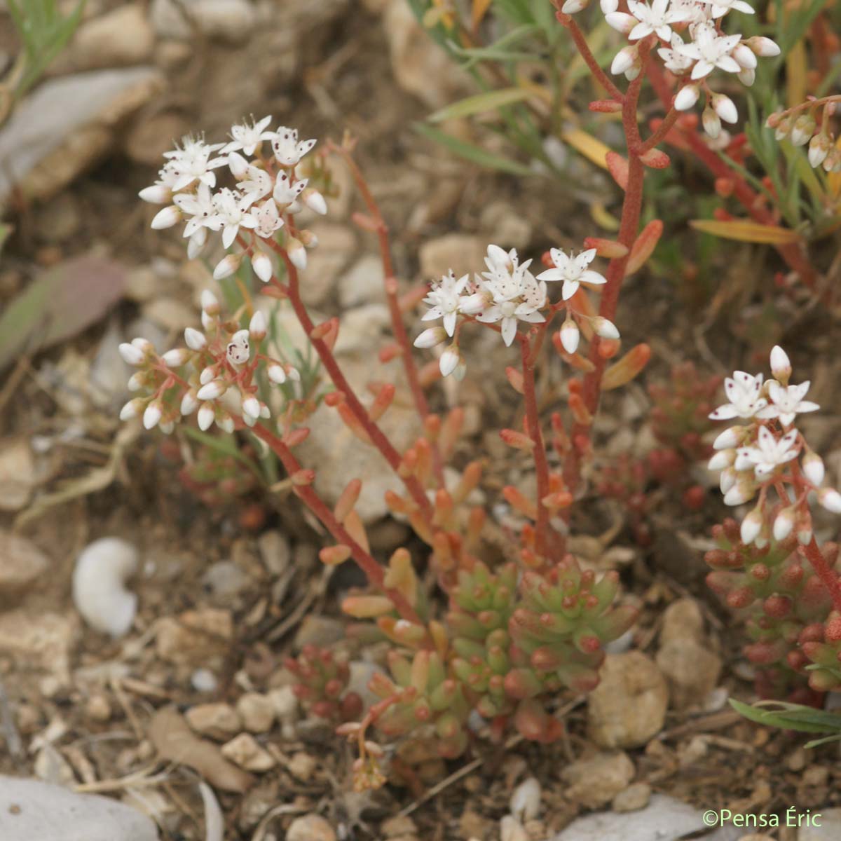 Orpin blanc - Sedum album