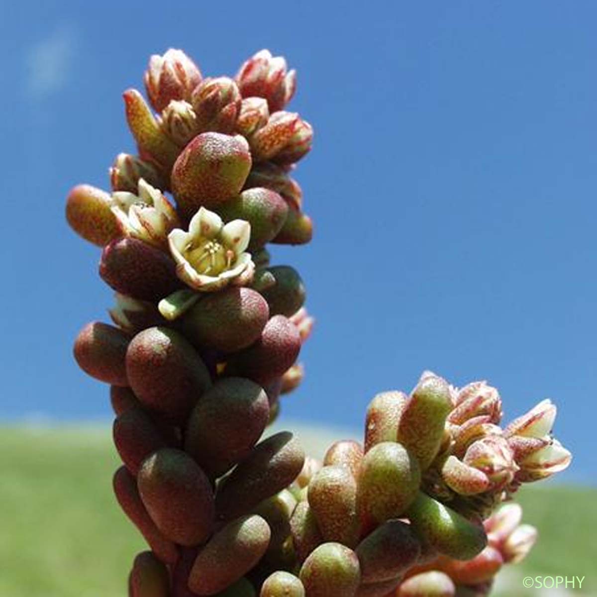 Orpin d'Angers - Sedum andegavense