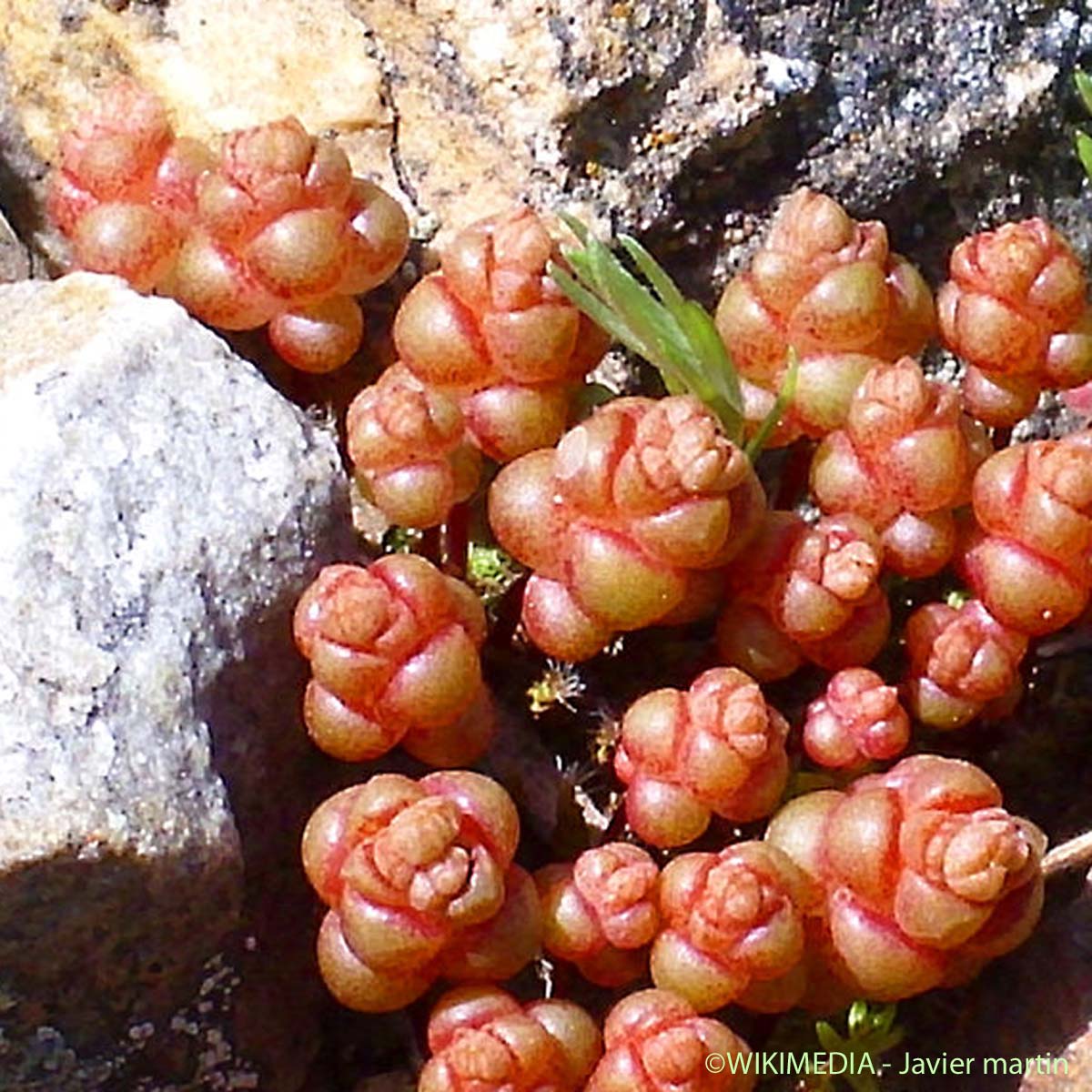 Orpin d'Angers - Sedum andegavense