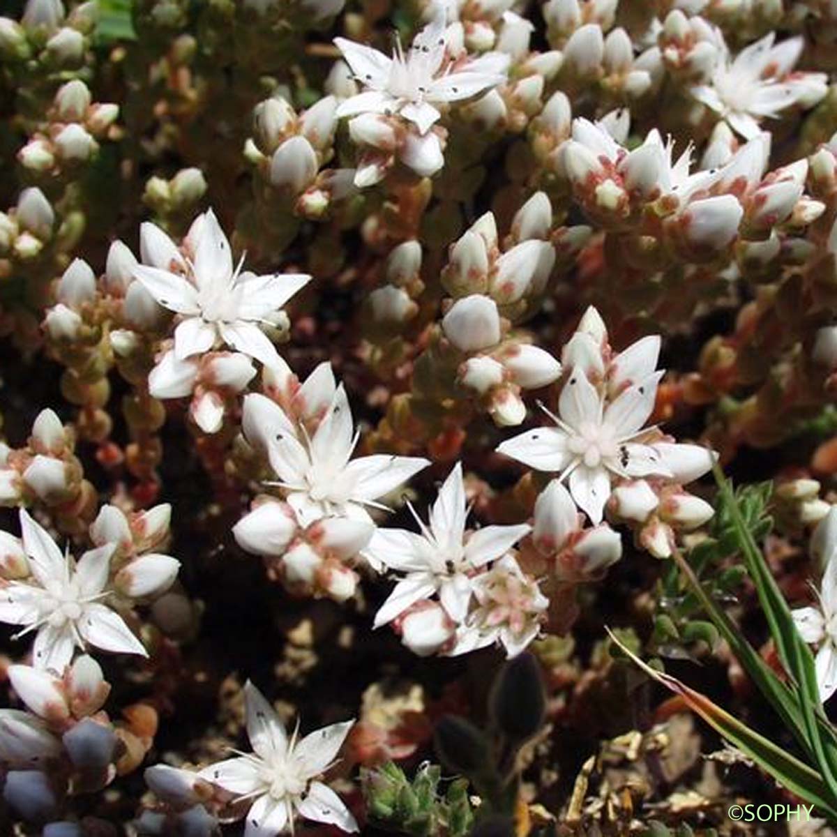 Orpin d'Angleterre - Sedum anglicum