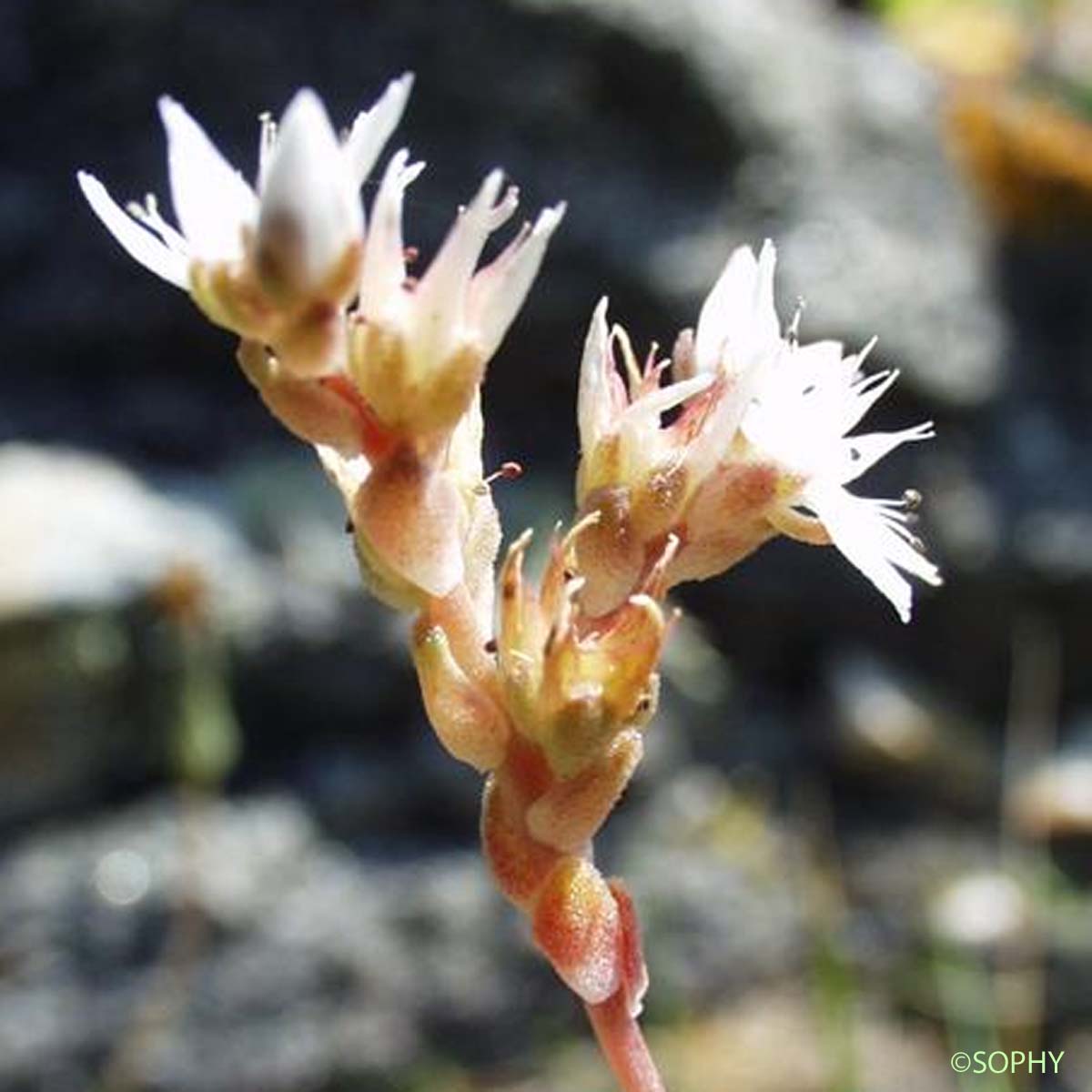 Orpin d'Angleterre - Sedum anglicum