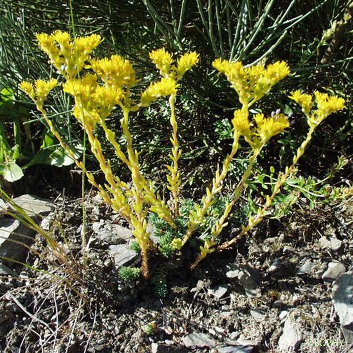 Orpin de Forster - Sedum forsterianum