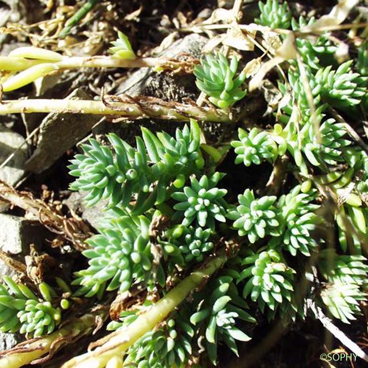 Orpin de Forster - Sedum forsterianum