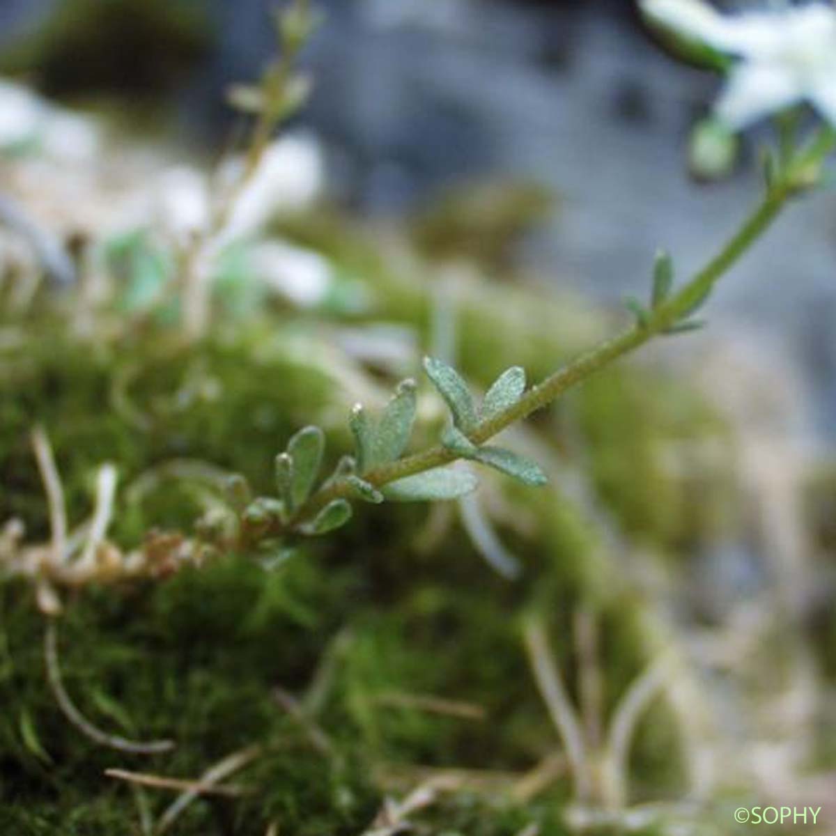 Orpin de Montereale - Sedum monregalense