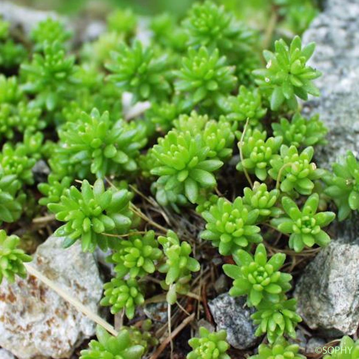 Orpin de Montereale - Sedum monregalense