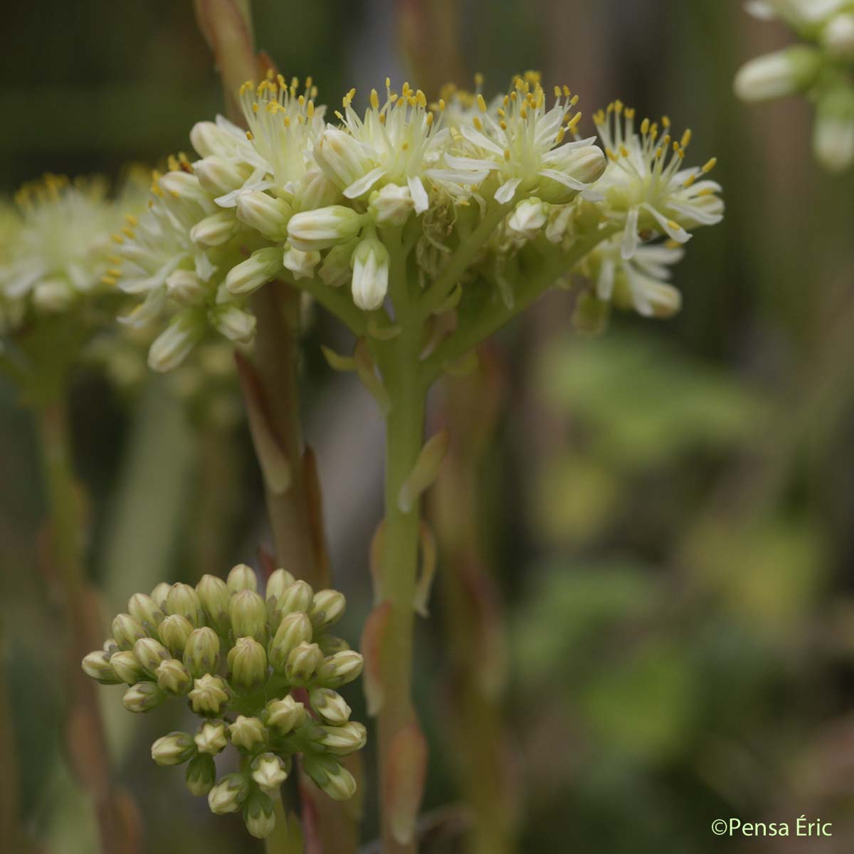 Orpin de Nice - Petrosedum sediforme
