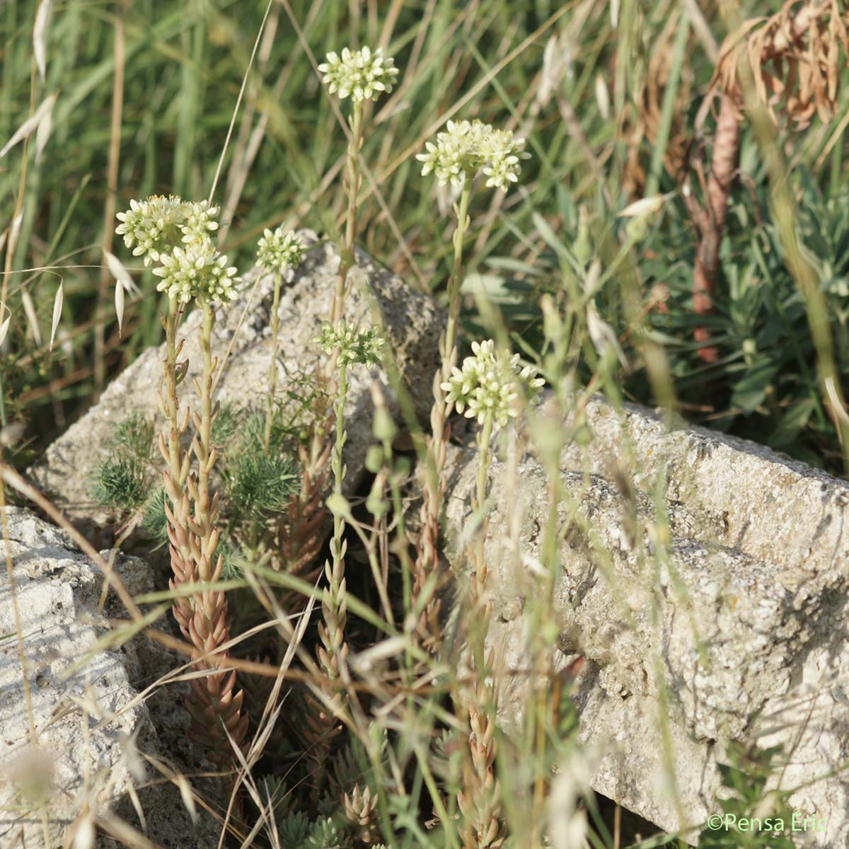 Orpin de Nice - Petrosedum sediforme
