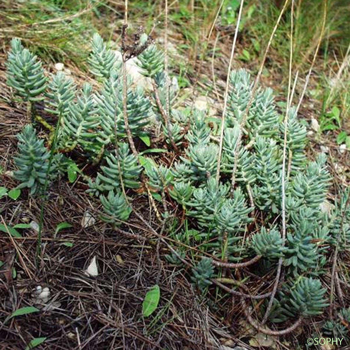 Orpin de Nice - Petrosedum sediforme