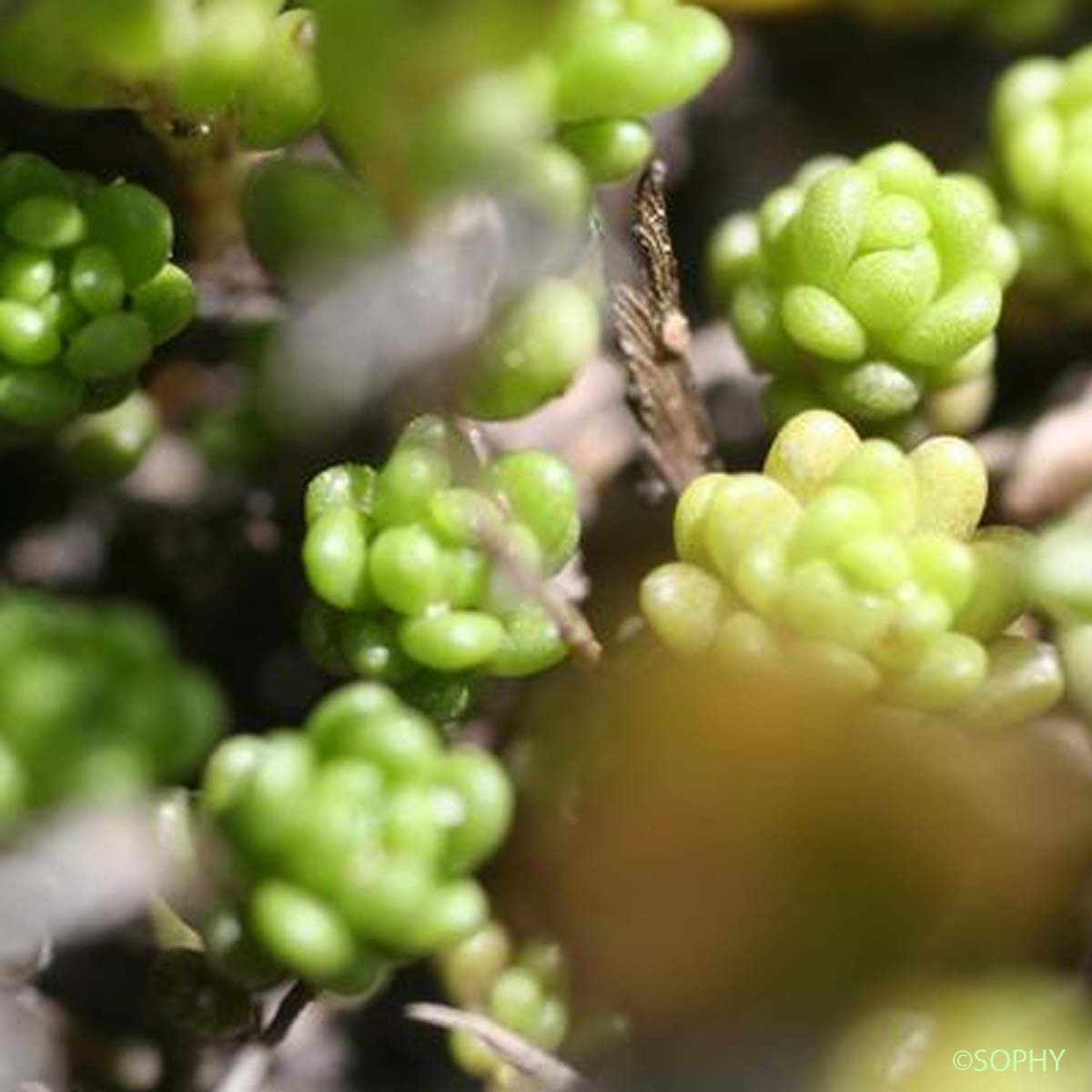 Orpin des Alpes - Sedum alpestre