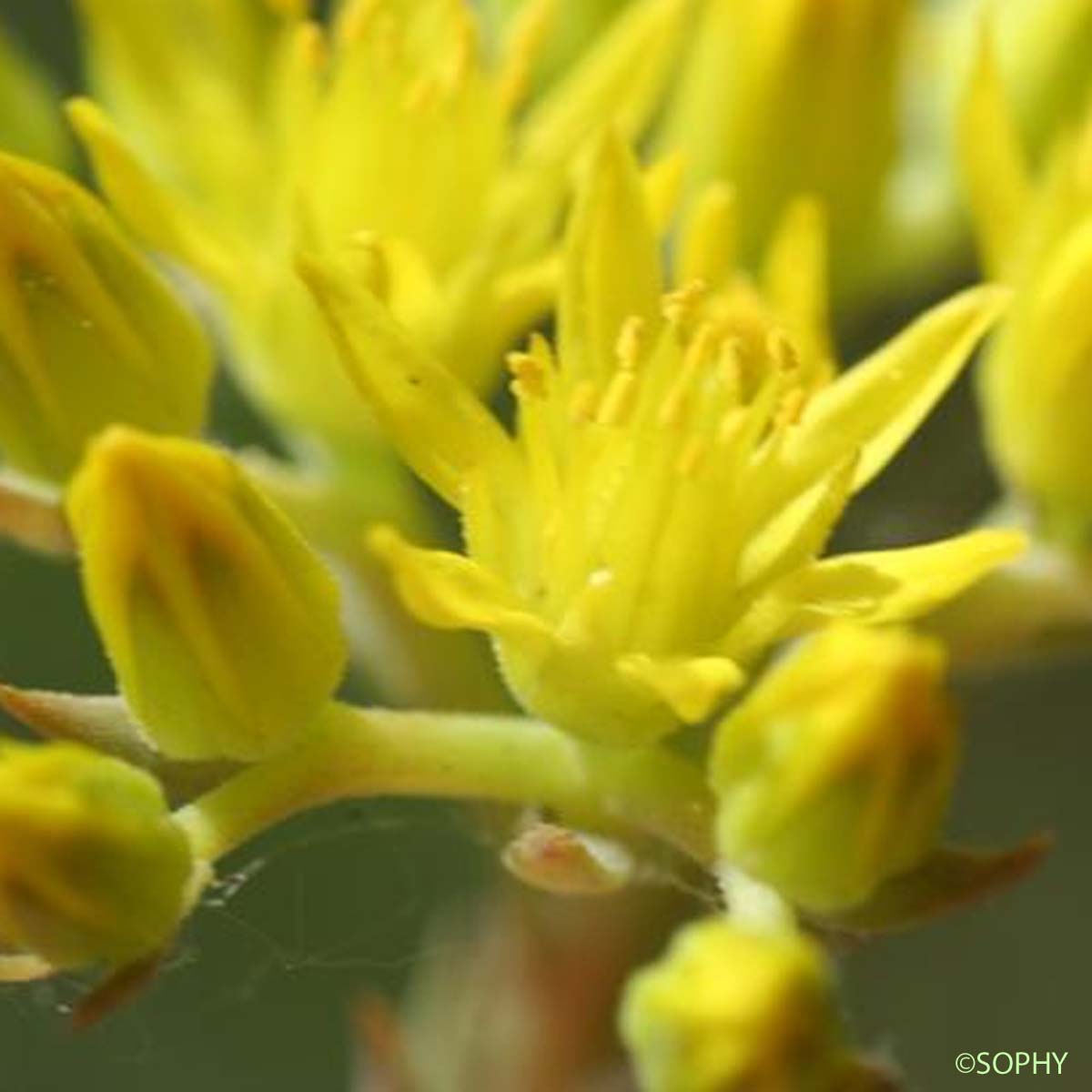 Orpin des montagnes - Petrosedum montanum 