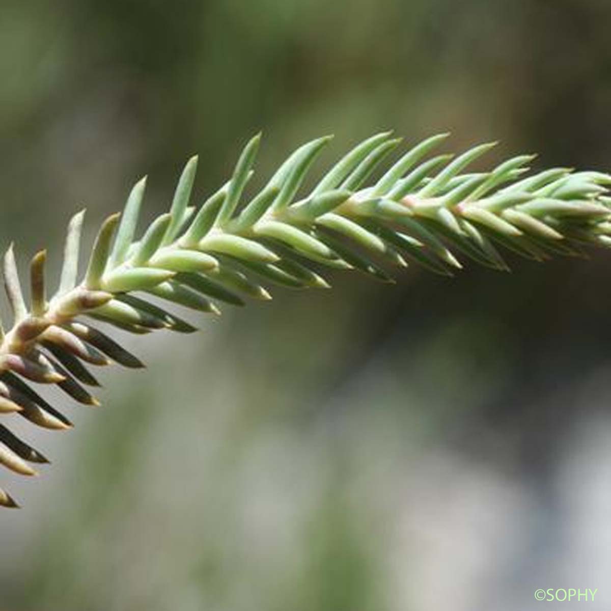 Orpin des montagnes - Sedum montanum