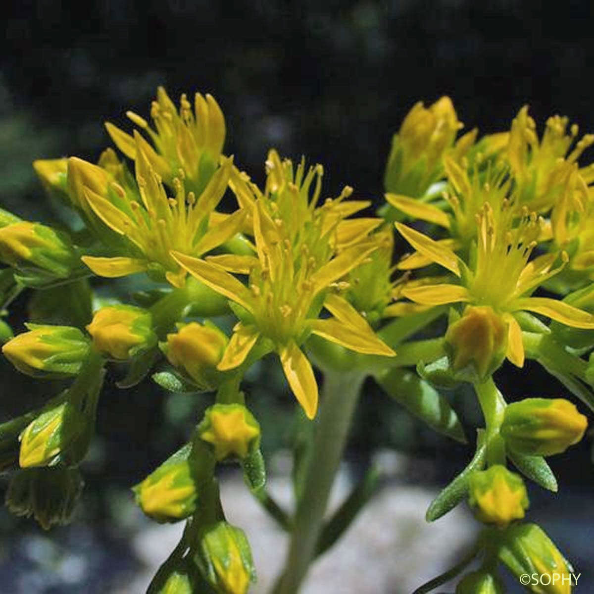 Orpin des rochers - Sedum rupestre