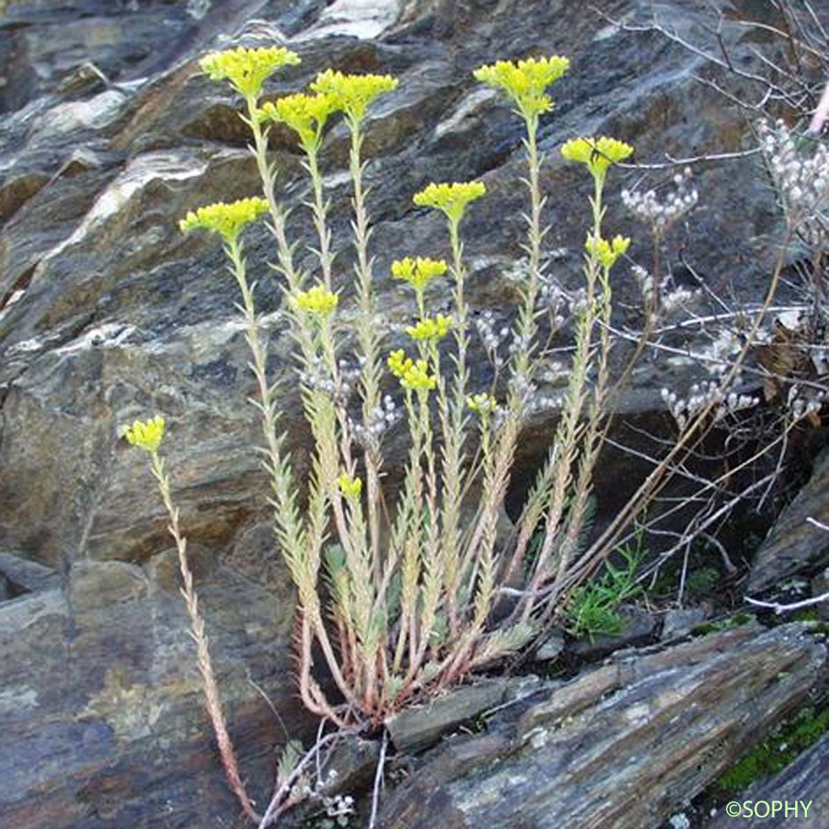 Orpin des rochers - Sedum rupestre