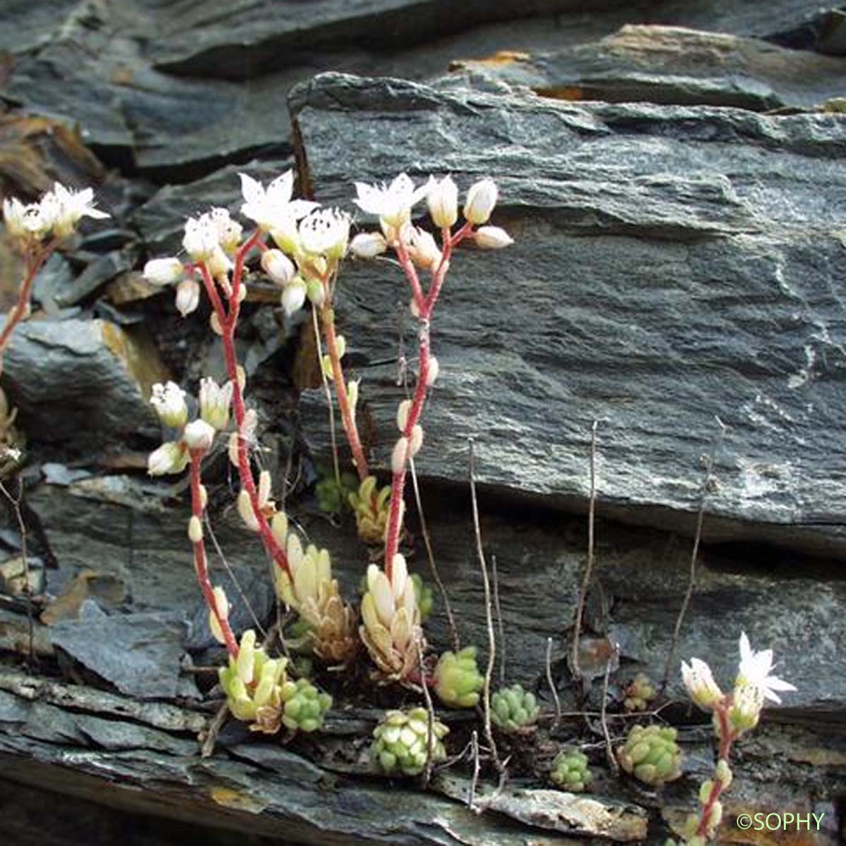 Orpin hérissé - Sedum hirsutum