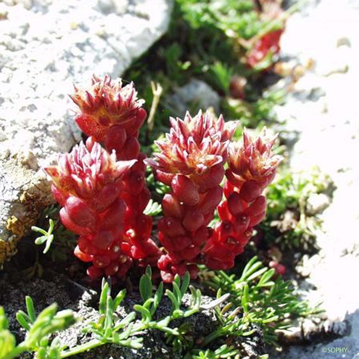 Orpin noirâtre - Sedum atratum subsp. atratum