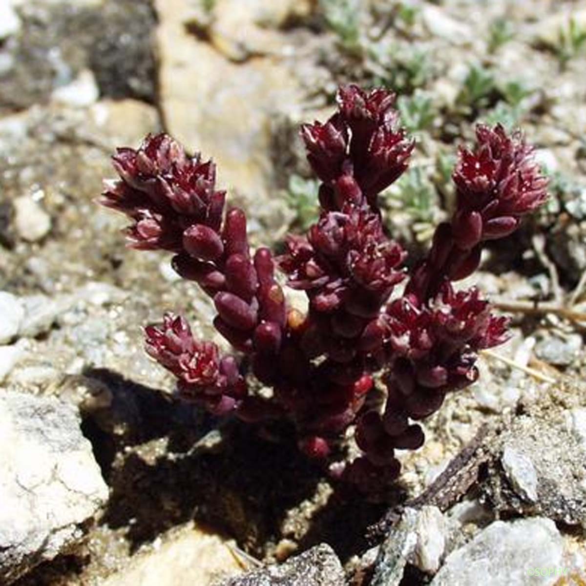 Orpin noirâtre - Sedum atratum subsp. atratum